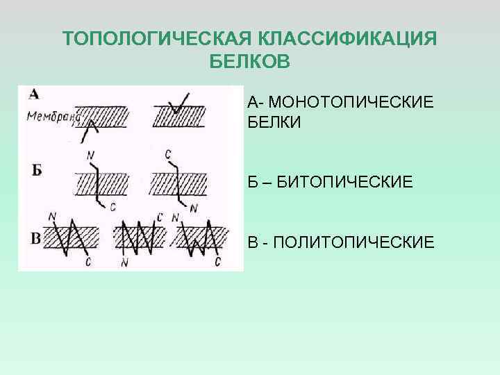 ТОПОЛОГИЧЕСКАЯ КЛАССИФИКАЦИЯ БЕЛКОВ А- МОНОТОПИЧЕСКИЕ БЕЛКИ Б – БИТОПИЧЕСКИЕ В - ПОЛИТОПИЧЕСКИЕ 