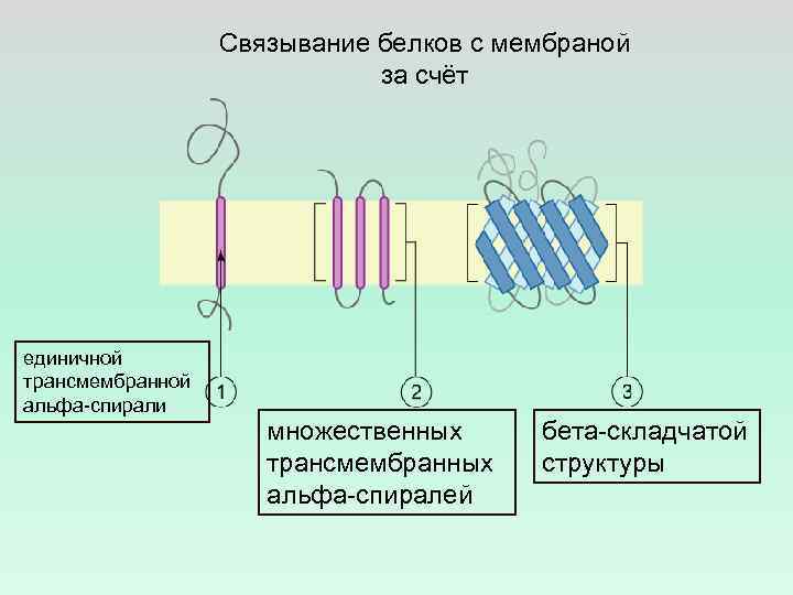 Связывание белков с мембраной за счёт единичной трансмембранной альфа-спирали множественных трансмембранных альфа-спиралей бета-складчатой структуры