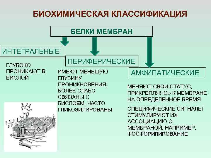 БИОХИМИЧЕСКАЯ КЛАССИФИКАЦИЯ БЕЛКИ МЕМБРАН ИНТЕГРАЛЬНЫЕ ГЛУБОКО ПРОНИКАЮТ В БИСЛОЙ ПЕРИФЕРИЧЕСКИЕ ИМЕЮТ МЕНЬШУЮ ГЛУБИНУ ПРОНИКНОВЕНИЯ,