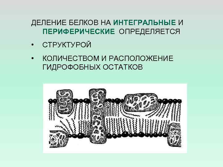 ДЕЛЕНИЕ БЕЛКОВ НА ИНТЕГРАЛЬНЫЕ И ПЕРИФЕРИЧЕСКИЕ ОПРЕДЕЛЯЕТСЯ • СТРУКТУРОЙ • КОЛИЧЕСТВОМ И РАСПОЛОЖЕНИЕ ГИДРОФОБНЫХ