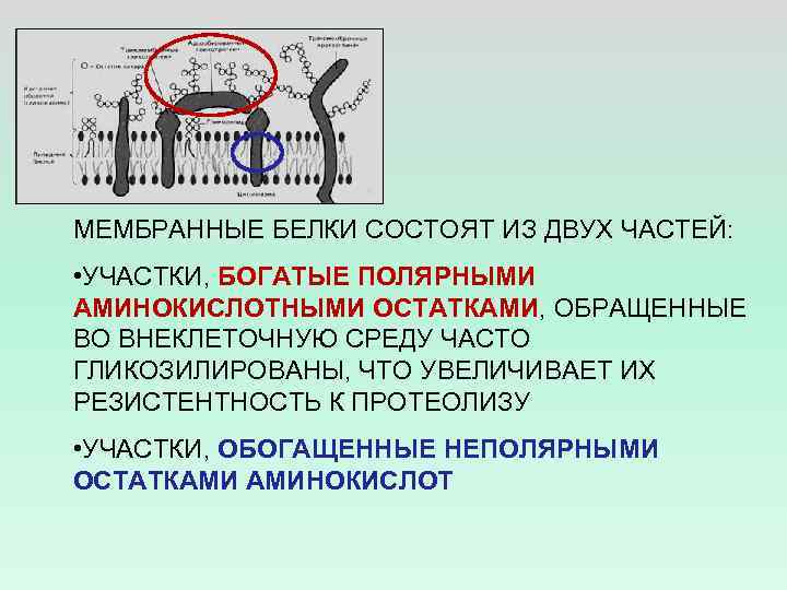 МЕМБРАННЫЕ БЕЛКИ СОСТОЯТ ИЗ ДВУХ ЧАСТЕЙ: • УЧАСТКИ, БОГАТЫЕ ПОЛЯРНЫМИ АМИНОКИСЛОТНЫМИ ОСТАТКАМИ, ОБРАЩЕННЫЕ ВО