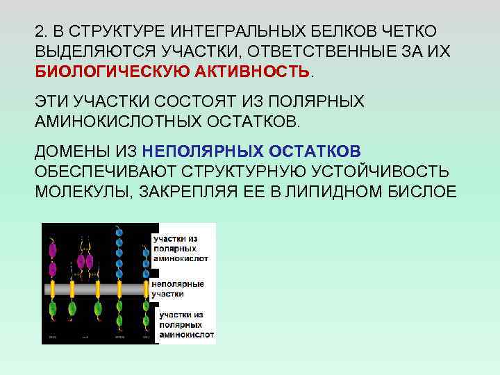 2. В СТРУКТУРЕ ИНТЕГРАЛЬНЫХ БЕЛКОВ ЧЕТКО ВЫДЕЛЯЮТСЯ УЧАСТКИ, ОТВЕТСТВЕННЫЕ ЗА ИХ БИОЛОГИЧЕСКУЮ АКТИВНОСТЬ. ЭТИ