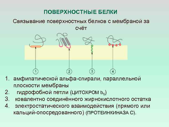 ПОВЕРХНОСТНЫЕ БЕЛКИ Связывание поверхностных белков с мембраной за счёт 1. амфипатической альфа-спирали, параллельной плоскости