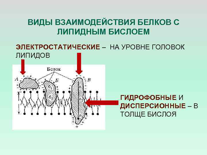 ВИДЫ ВЗАИМОДЕЙСТВИЯ БЕЛКОВ С ЛИПИДНЫМ БИСЛОЕМ ЭЛЕКТРОСТАТИЧЕСКИЕ – НА УРОВНЕ ГОЛОВОК ЛИПИДОВ ГИДРОФОБНЫЕ И