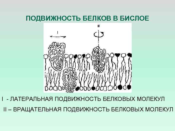 ПОДВИЖНОСТЬ БЕЛКОВ В БИСЛОЕ I - ЛАТЕРАЛЬНАЯ ПОДВИЖНОСТЬ БЕЛКОВЫХ МОЛЕКУЛ II – ВРАЩАТЕЛЬНАЯ ПОДВИЖНОСТЬ