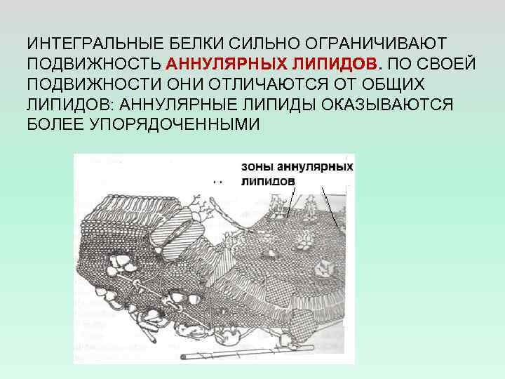 ИНТЕГРАЛЬНЫЕ БЕЛКИ СИЛЬНО ОГРАНИЧИВАЮТ ПОДВИЖНОСТЬ АННУЛЯРНЫХ ЛИПИДОВ. ПО СВОЕЙ ПОДВИЖНОСТИ ОНИ ОТЛИЧАЮТСЯ ОТ ОБЩИХ