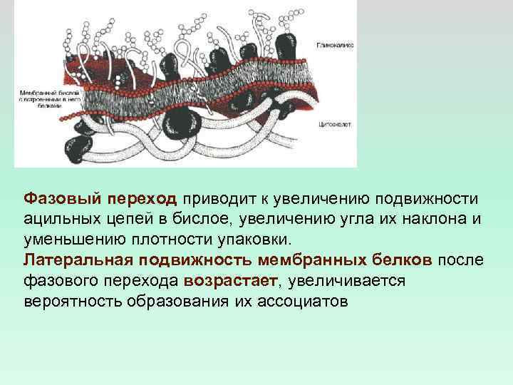 Фазовый переход приводит к увеличению подвижности ацильных цепей в бислое, увеличению угла их наклона