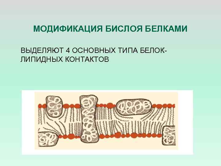 МОДИФИКАЦИЯ БИСЛОЯ БЕЛКАМИ ВЫДЕЛЯЮТ 4 ОСНОВНЫХ ТИПА БЕЛОКЛИПИДНЫХ КОНТАКТОВ 