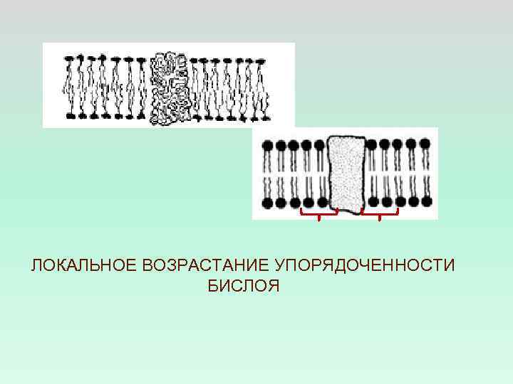 ЛОКАЛЬНОЕ ВОЗРАСТАНИЕ УПОРЯДОЧЕННОСТИ БИСЛОЯ 