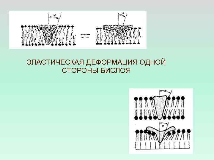 ЭЛАСТИЧЕСКАЯ ДЕФОРМАЦИЯ ОДНОЙ СТОРОНЫ БИСЛОЯ 