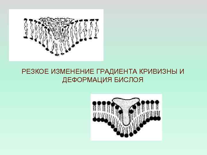 РЕЗКОЕ ИЗМЕНЕНИЕ ГРАДИЕНТА КРИВИЗНЫ И ДЕФОРМАЦИЯ БИСЛОЯ 