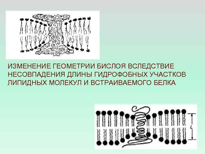 ИЗМЕНЕНИЕ ГЕОМЕТРИИ БИСЛОЯ ВСЛЕДСТВИЕ НЕСОВПАДЕНИЯ ДЛИНЫ ГИДРОФОБНЫХ УЧАСТКОВ ЛИПИДНЫХ МОЛЕКУЛ И ВСТРАИВАЕМОГО БЕЛКА 