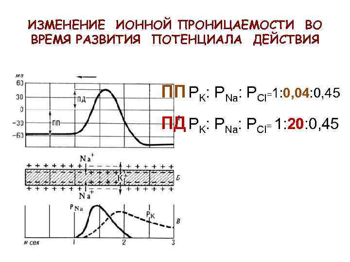 ИЗМЕНЕНИЕ ИОННОЙ ПРОНИЦАЕМОСТИ ВО ВРЕМЯ РАЗВИТИЯ ПОТЕНЦИАЛА ДЕЙСТВИЯ ПП PK: PNa: PCl=1: 0, 04: