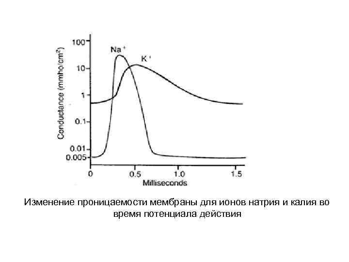 Изменение проницаемости мембраны для ионов натрия и калия во время потенциала действия 