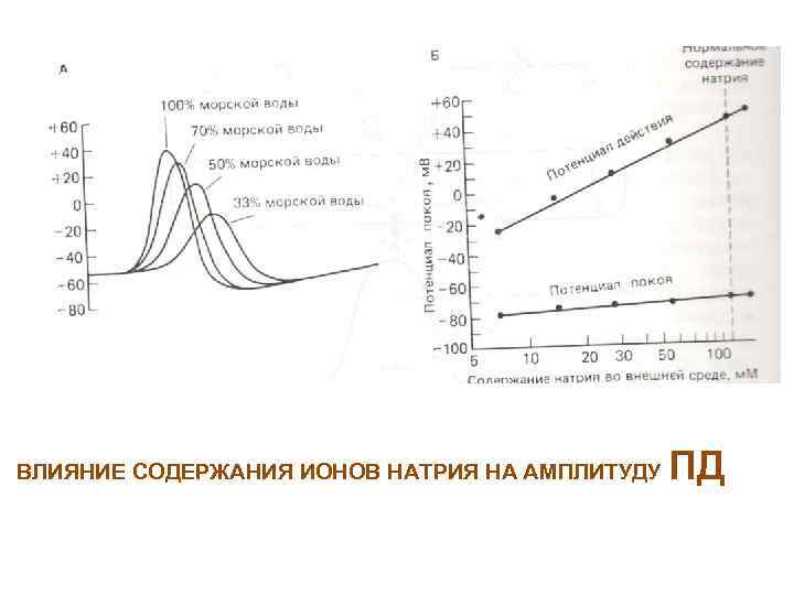 ВЛИЯНИЕ СОДЕРЖАНИЯ ИОНОВ НАТРИЯ НА АМПЛИТУДУ ПД 