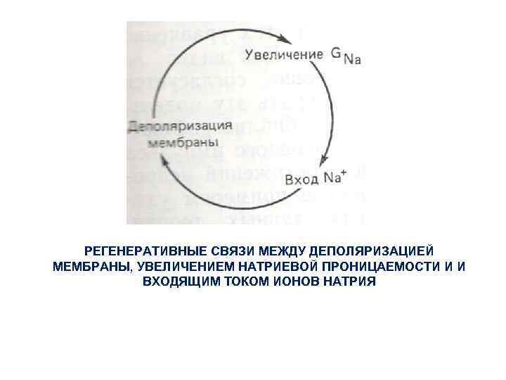 РЕГЕНЕРАТИВНЫЕ СВЯЗИ МЕЖДУ ДЕПОЛЯРИЗАЦИЕЙ МЕМБРАНЫ, УВЕЛИЧЕНИЕМ НАТРИЕВОЙ ПРОНИЦАЕМОСТИ И И ВХОДЯЩИМ ТОКОМ ИОНОВ НАТРИЯ