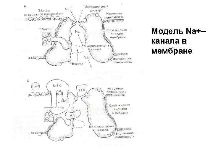 Модель Na+– канала в мембране 