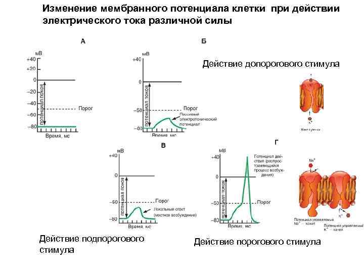 Изменение мембранного потенциала клетки при действии электрического тока различной силы Действие допорогового стимула Действие
