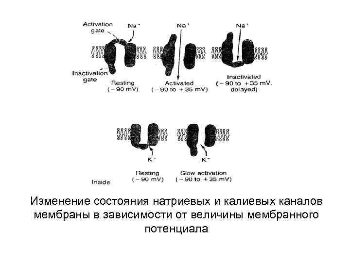 Изменение состояния натриевых и калиевых каналов мембраны в зависимости от величины мембранного потенциала 