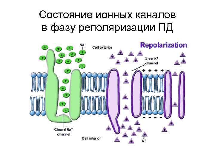 Cостояниe ионных каналов в фазу реполяризации ПД 