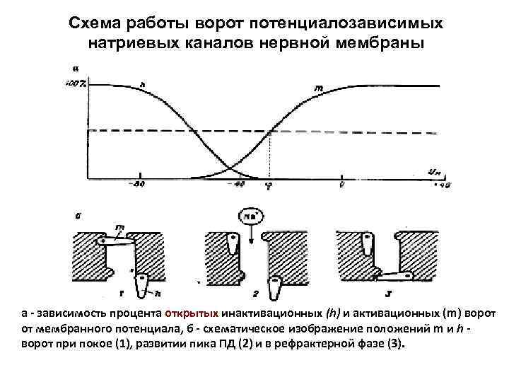 Схема работы ворот потенциалозависимых натриевых каналов нервной мембраны а - зависимость процента открытых инактивационных