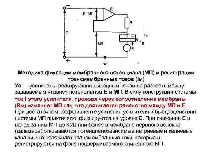Методика фиксации мембранного потенциала (МП) и регистрации трансмембранных токов (Iм) Ус — усилитель, реагирующий