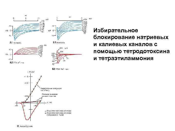 Избирательное блокирование натриевых и калиевых каналов с помощью тетродотоксина и тетраэтиламмония 