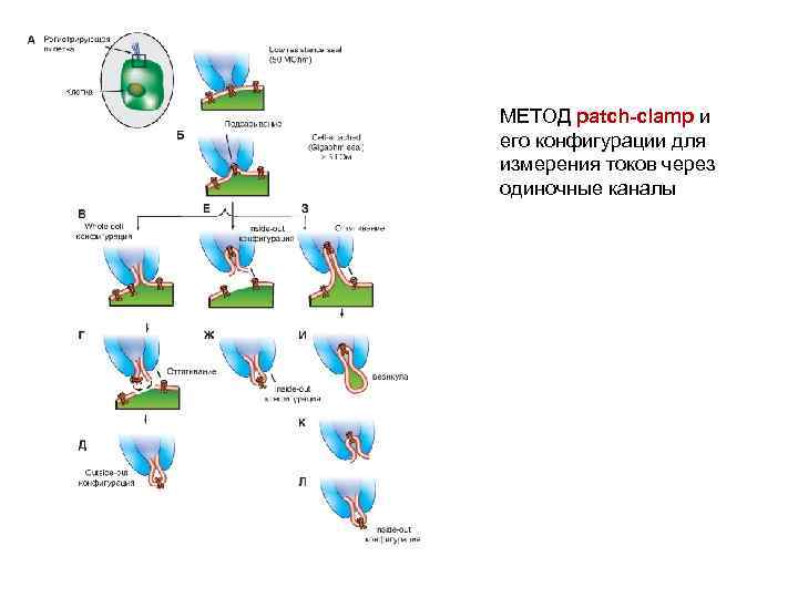МЕТОД patch-clamp и его конфигурации для измерения токов через одиночные каналы 
