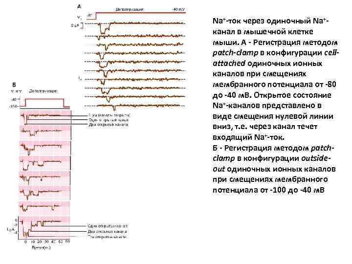 Na+-ток через одиночный Na+канал в мышечной клетке мыши. А - Регистрация методом patch-clamp в