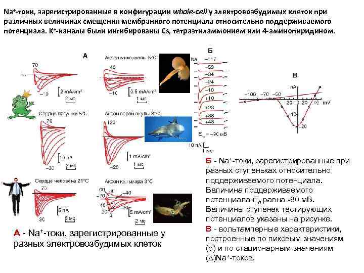 Na+-токи, зарегистрированные в конфигурации whole-cell у электровозбудимых клеток при различных величинах смещения мембранного потенциала