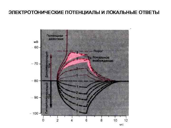 ЭЛЕКТРОТОНИЧЕСКИЕ ПОТЕНЦИАЛЫ И ЛОКАЛЬНЫЕ ОТВЕТЫ 