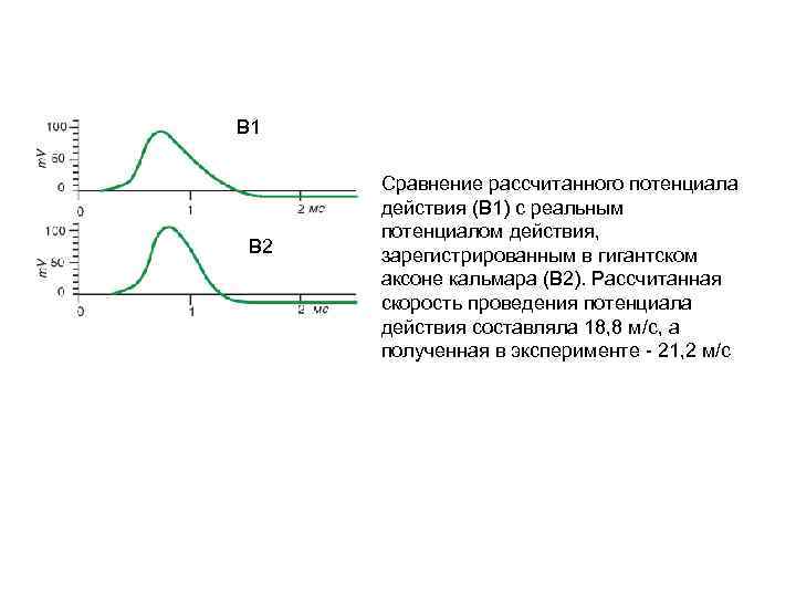В 1 В 2 Сравнение рассчитанного потенциала действия (В 1) с реальным потенциалом действия,