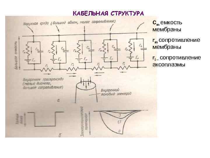 КАБЕЛЬНАЯ СТРУКТУРА Cm емкость мембраны rm сопротивление мембраны ri – сопротивление аксоплазмы 