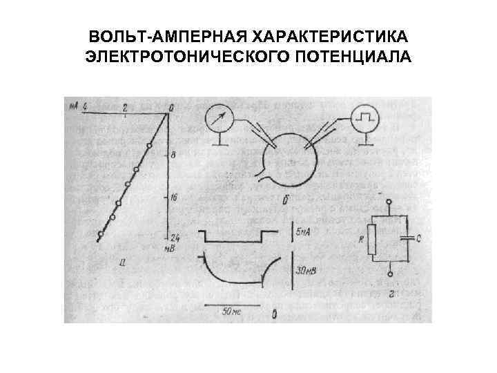 ВОЛЬТ-АМПЕРНАЯ ХАРАКТЕРИСТИКА ЭЛЕКТРОТОНИЧЕСКОГО ПОТЕНЦИАЛА 