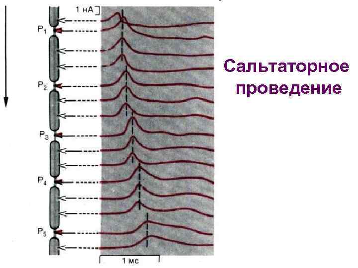 Сальтаторное проведение 