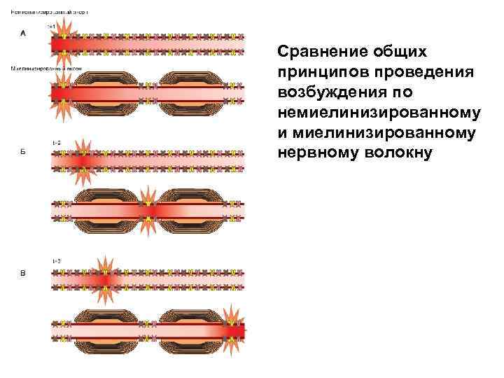 Сравнение общих принципов проведения возбуждения по немиелинизированному и миелинизированному нервному волокну 