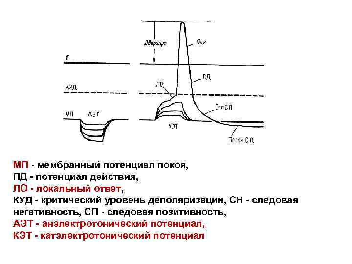 МП - мембранный потенциал покоя, ПД - потенциал действия, ЛО - локальный ответ, КУД