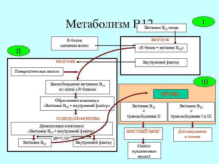 Метаболизм В 12 Витамин В 12 пищи R-белок cлюнных желез II КИШЕЧНИК I ЖЕЛУДОК