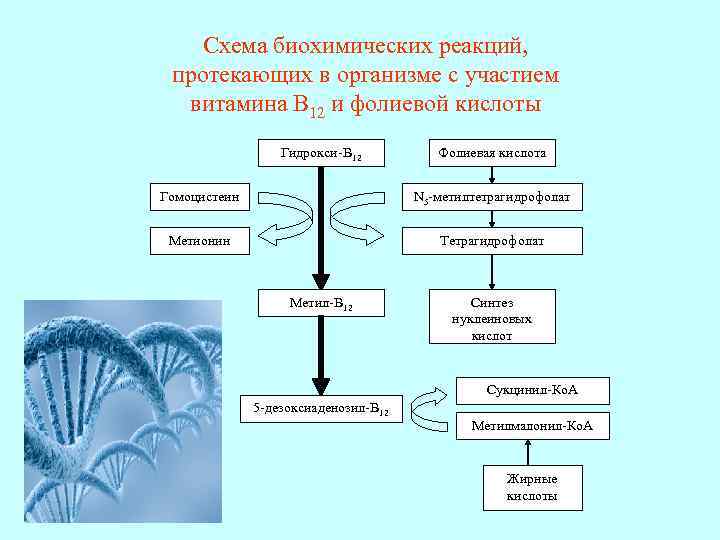 Схема биохимических реакций, протекающих в организме с участием витамина В 12 и фолиевой кислоты