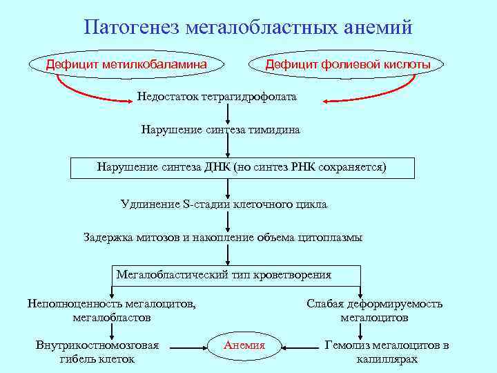 Патогенез мегалобластных анемий Дефицит метилкобаламина Дефицит фолиевой кислоты Недостаток тетрагидрофолата Нарушение синтеза тимидина Нарушение
