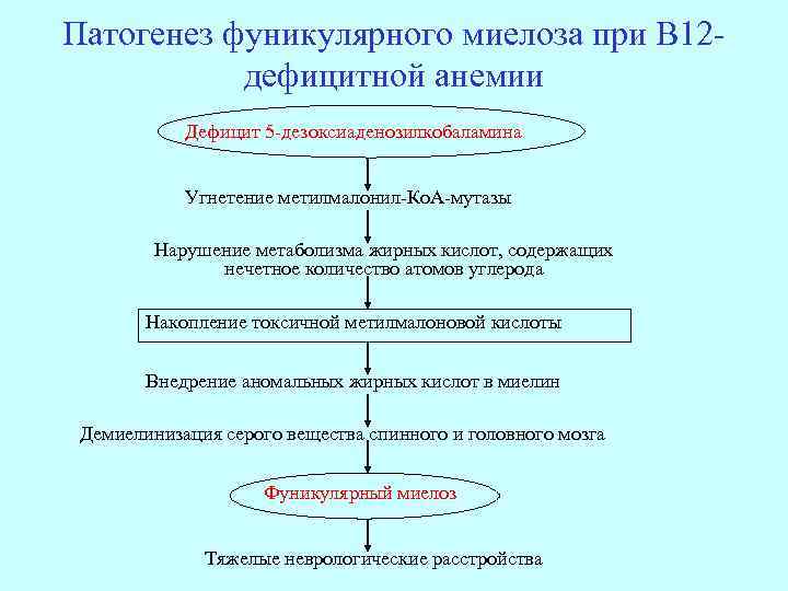 Патогенез фуникулярного миелоза при В 12 дефицитной анемии Дефицит 5 -дезоксиаденозилкобаламина Угнетение метилмалонил-Ко. А-мутазы