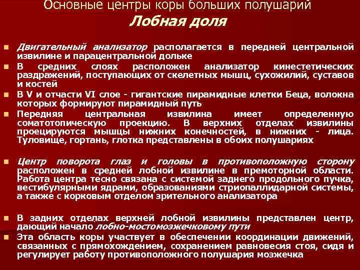 Основные центры коры больших полушарий Лобная доля n Двигательный анализатор располагается в передней центральной