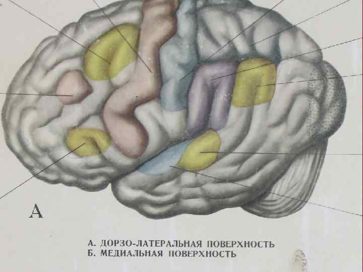 Добавьте пропущенные подписи к рисунку кора головного мозга