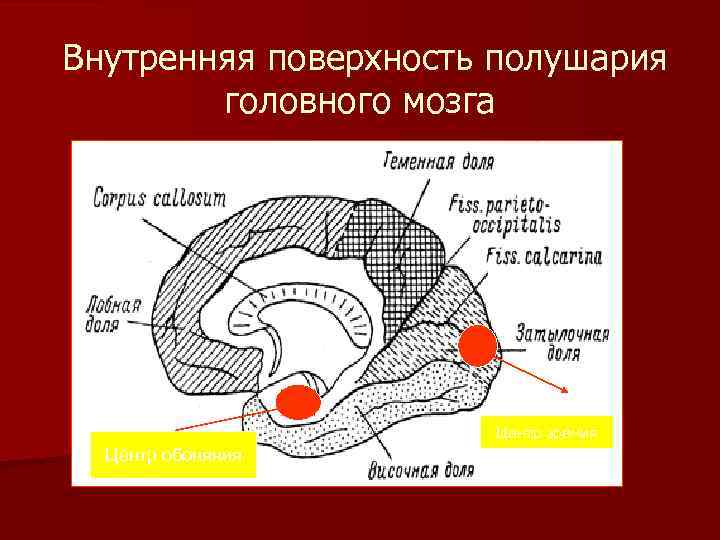 Внутренняя поверхность полушария головного мозга . Центр обоняния Центр зрения 