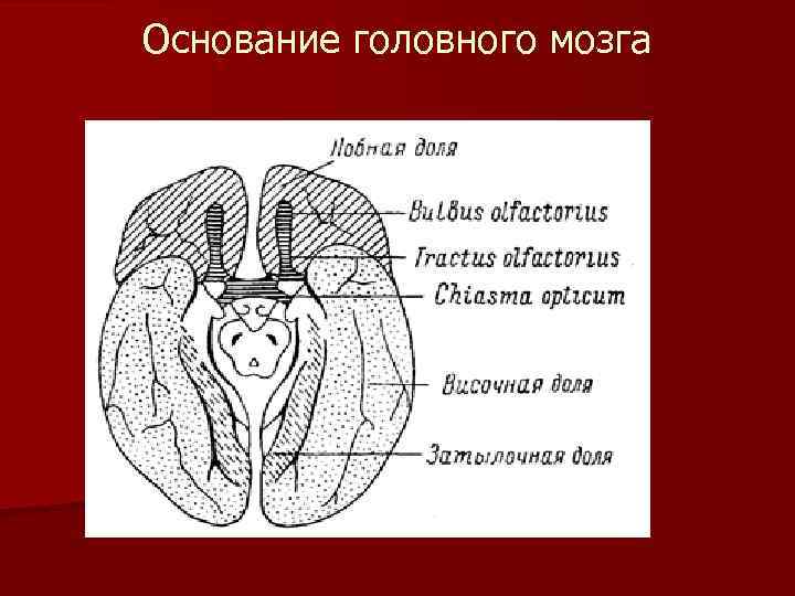 Основание головного мозга . 