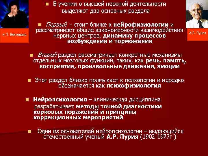n n В учении о высшей нервной деятельности выделяют два основных раздела Первый -