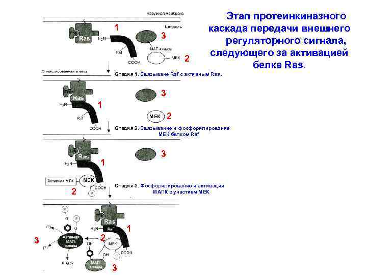 1 3 2 Этап протеинкиназного каскада передачи внешнего регуляторного сигнала, следующего за активацией белка