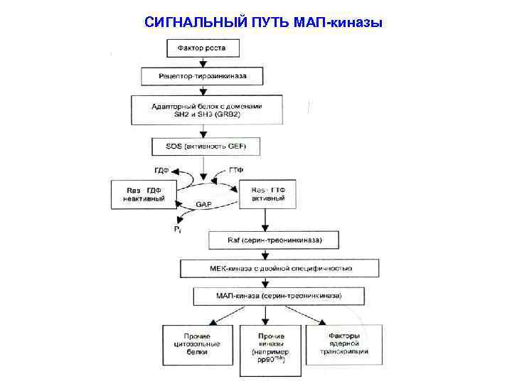 СИГНАЛЬНЫЙ ПУТЬ МАП-киназы 