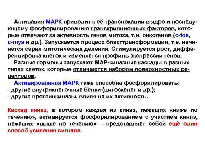 Активация МАРК приводит к её транслокации в ядро и последующему фосфорилированию транскрипционных факторов, которые