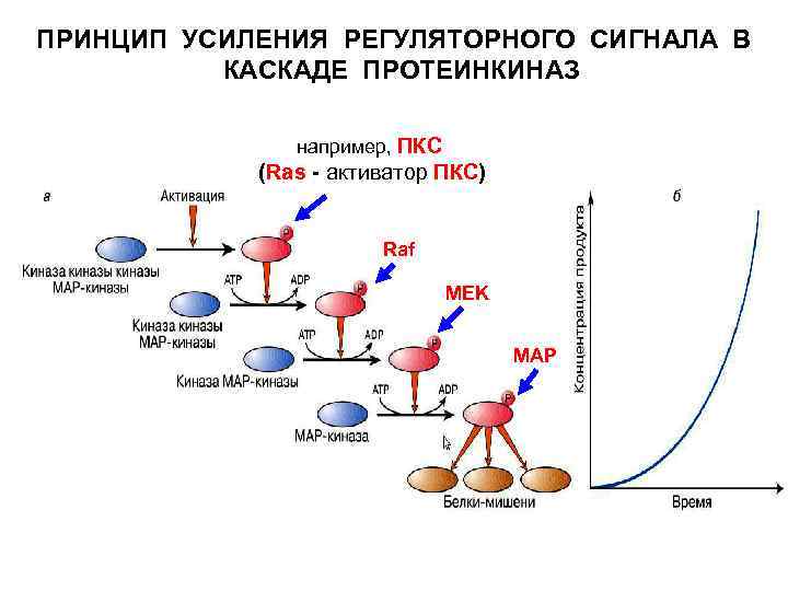 ПРИНЦИП УСИЛЕНИЯ РЕГУЛЯТОРНОГО СИГНАЛА В КАСКАДЕ ПРОТЕИНКИНАЗ например, ПКС (Ras - активатор ПКС) Raf